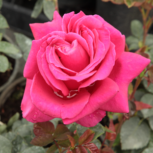 Róże ogrodowe - róża wielkokwiatowa - Hybrid Tea - różowy  - Rosa  Görgény - róża z intensywnym zapachem - Márk Gergely - Kwiaty o intensywnym kolorze i wypełnionym kształcie przynosi prawie bez przerwy od początku czerwca do jesieni.